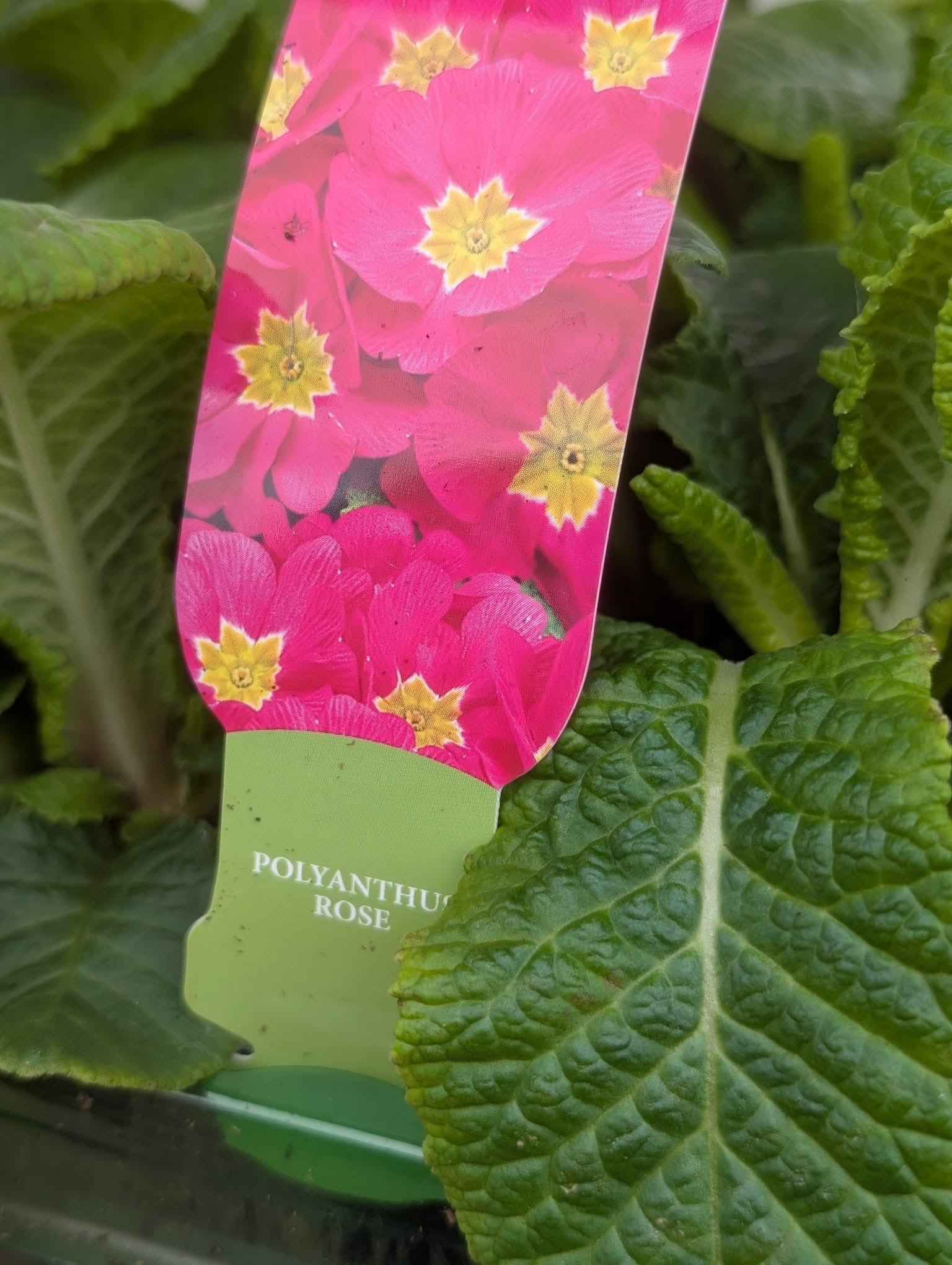 Polyanthus Pink carry 6 pack