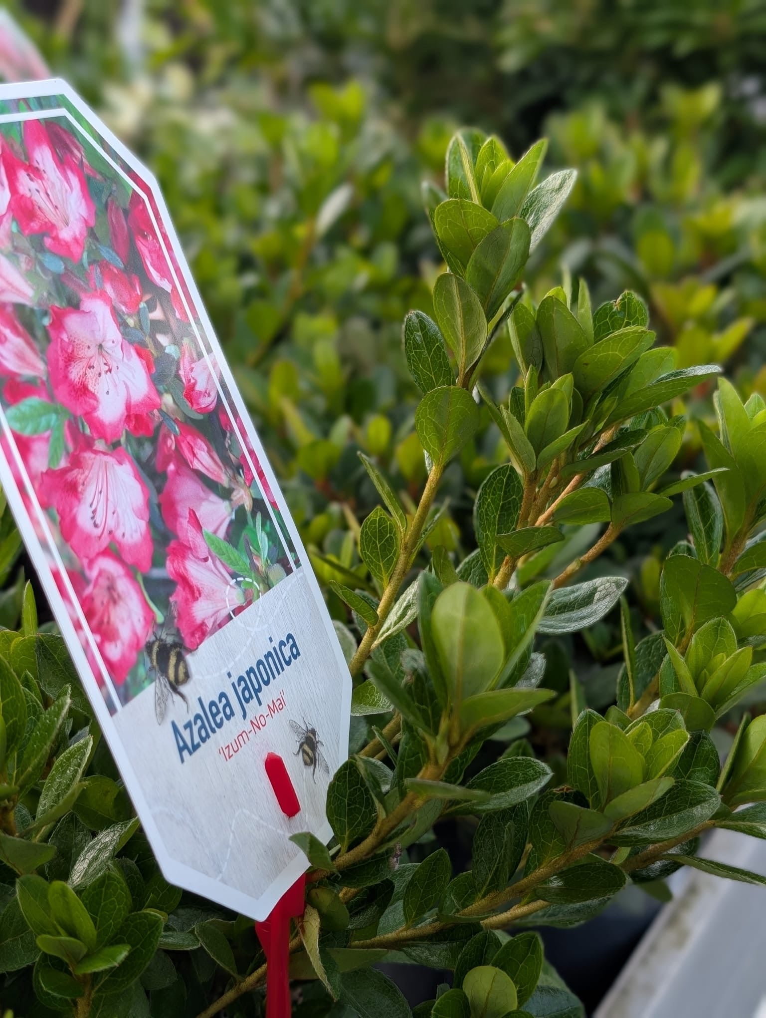 Evergreen Azalea 2l