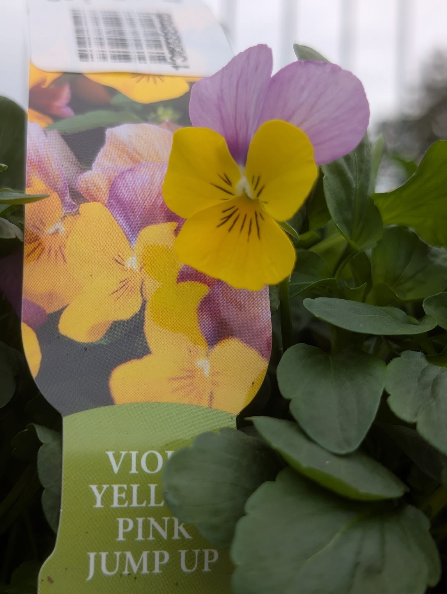 Viola 6 Pack