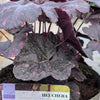 Heuchera 2l