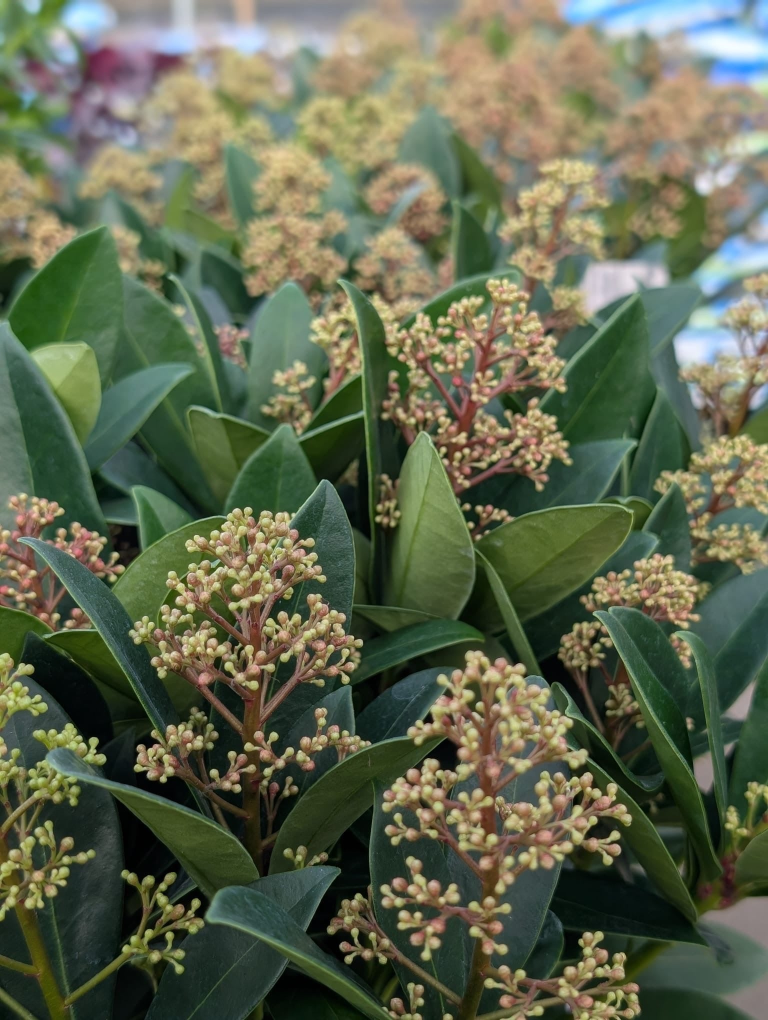 Skimmia Rubella 9cm