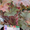 Heuchera 2l