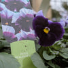 Pansy Mix 6 packs