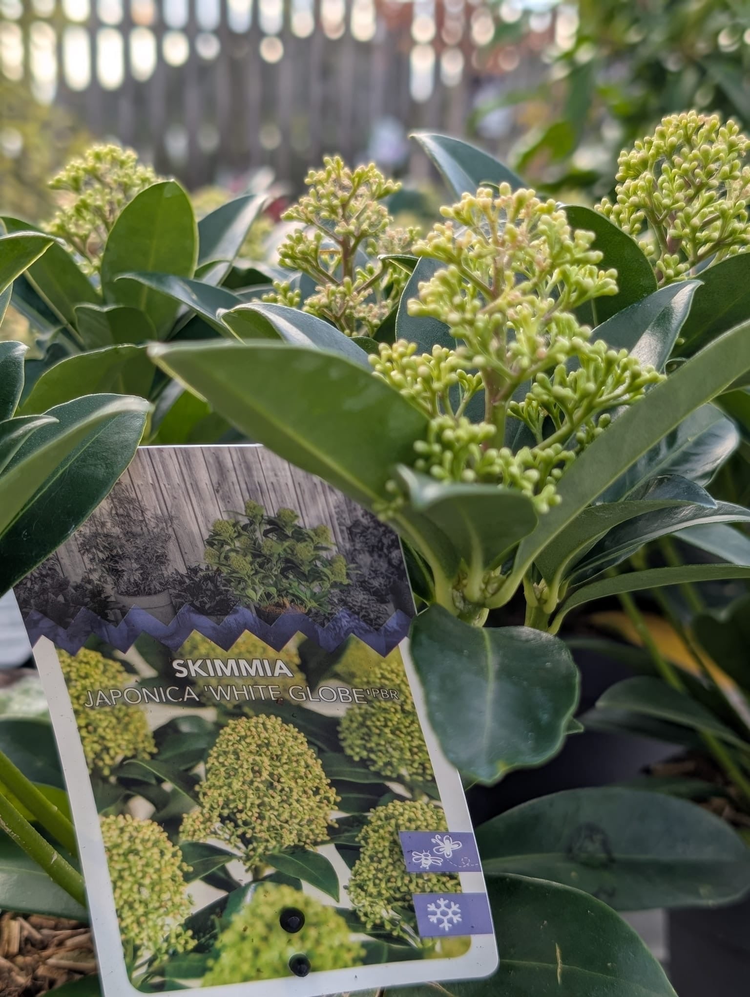 Skimmia White Globe