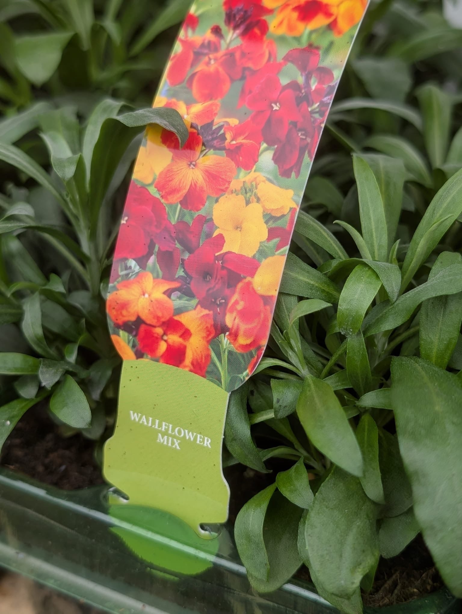 Wallflower mix 6 pack