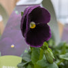 Pansy Mix 6 packs
