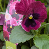 Pansy Mix 6 packs