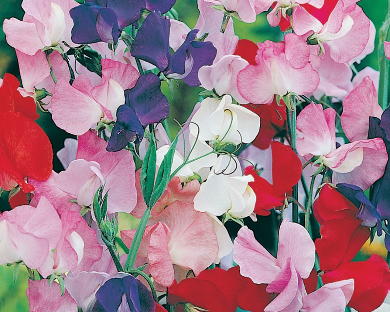 Sweet Pea Pot
