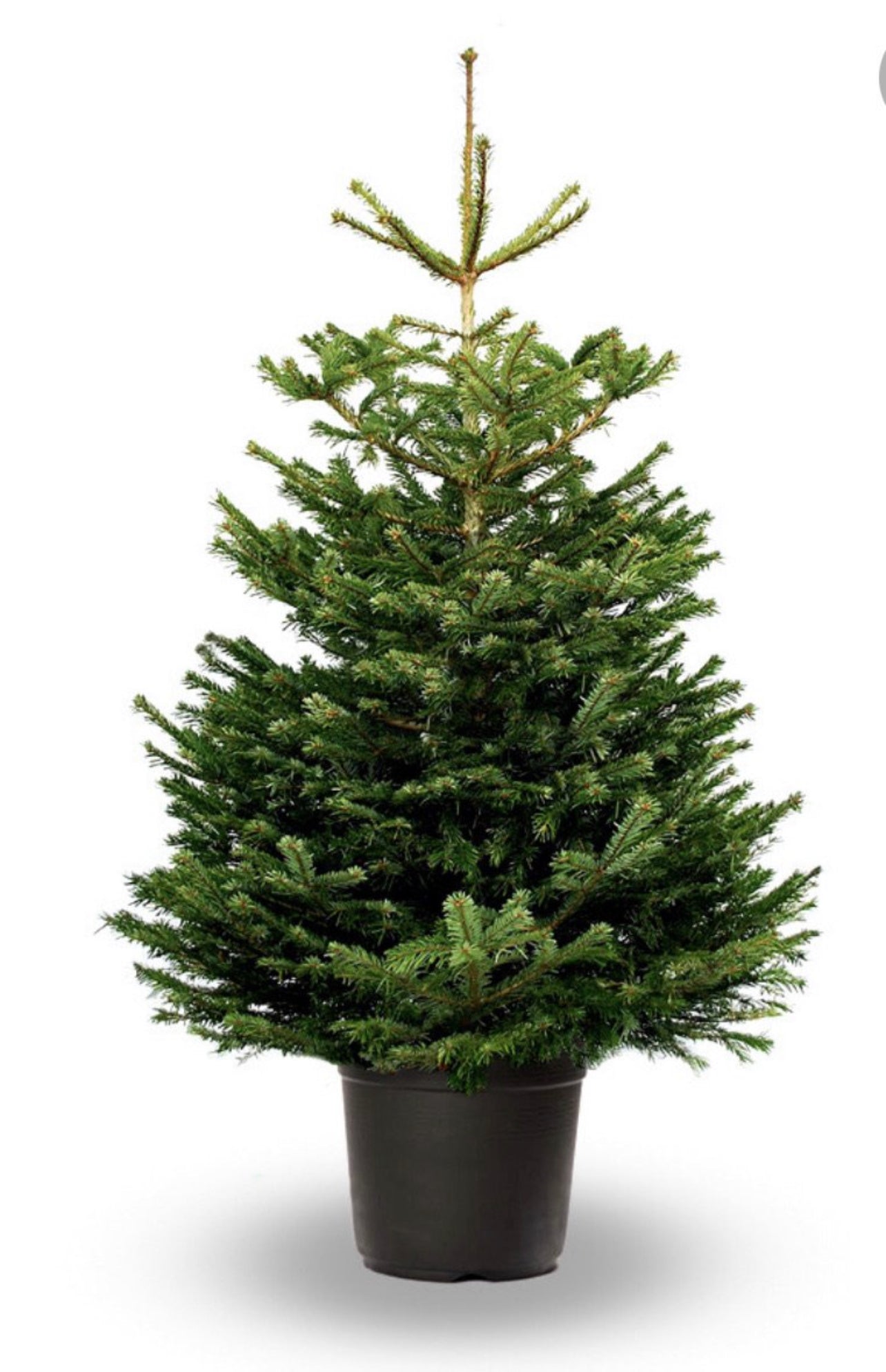 Nordman Fir Tree Pot Grown 100-125cm