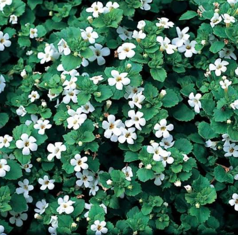 Bacopa carry 6 Pack