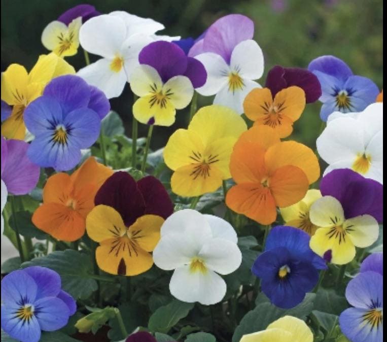 Viola mix 6 Packs