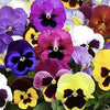 Pansy Mix 6 packs