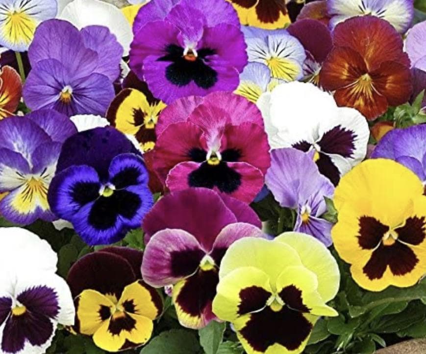 Pansy Mix 6 packs