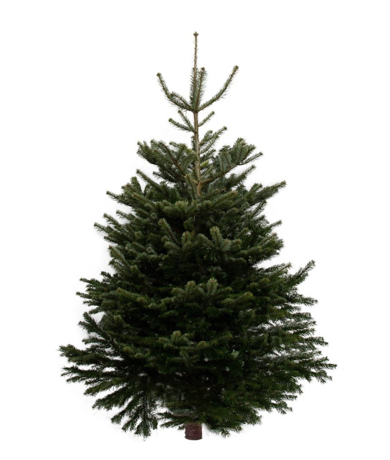 10ft Nordman Fir Cut Tree