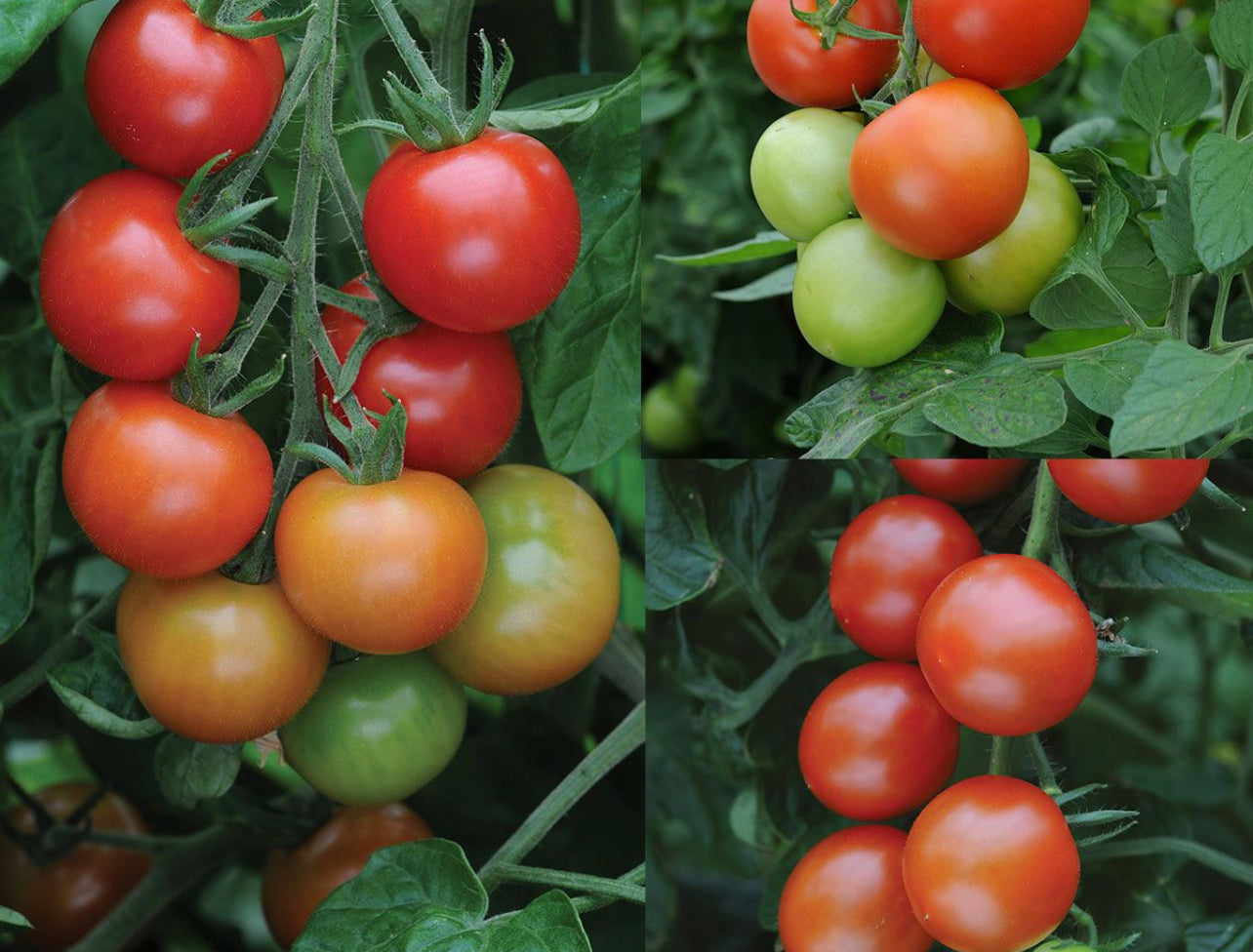 Tomato Plant 1l pot